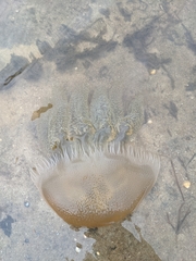 Catostylus