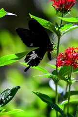Papilio nephelus chaonulus