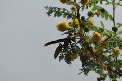 Polistes comanchus