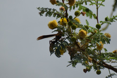 Polistes comanchus
