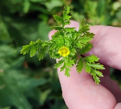 Potentilla paradoxa