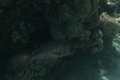 Lethrinus mahsena