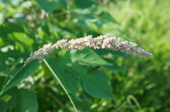 Eragrostis ciliaris