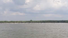 Pelecanus onocrotalus