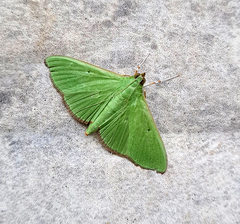 Parotis punctiferalis