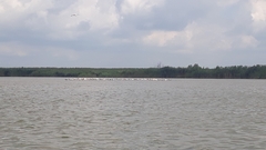 Pelecanus onocrotalus