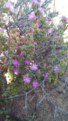 Ruschia cradockensis