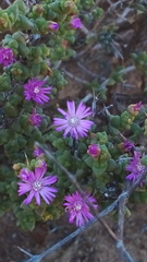 Ruschia cradockensis