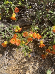 Cheyniana microphylla