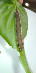 Hippotion celerio