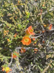 Cheyniana microphylla