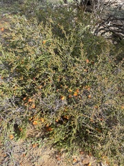 Cheyniana microphylla