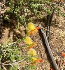Cheyniana microphylla