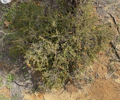 Cheyniana microphylla