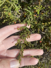 Cheyniana microphylla