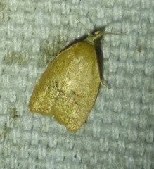 Coelostathma discopunctana