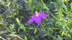 Chironia melampyrifolia