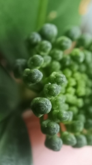 Dendropanax dentiger