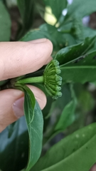 Dendropanax dentiger