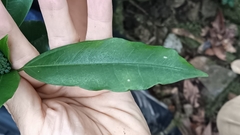 Dendropanax dentiger