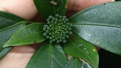 Dendropanax dentiger