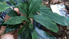 Dendropanax dentiger