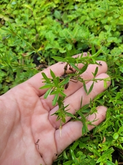 Spermacoce verticillata