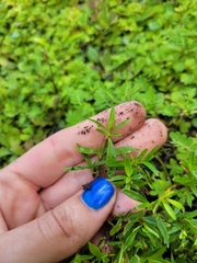 Spermacoce verticillata