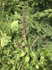 Stachys alpina