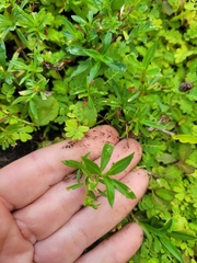 Spermacoce verticillata