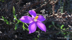 Chironia melampyrifolia