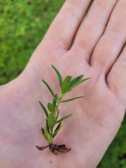 Spermacoce verticillata