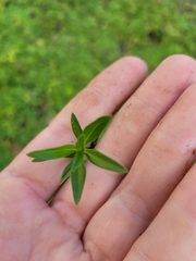 Spermacoce verticillata