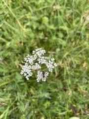 Ligusticum nematophyllum