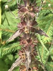Stachys alpina