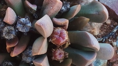 Cerochlamys pachyphylla