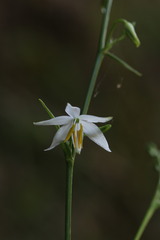 Chlorophytum nepalense