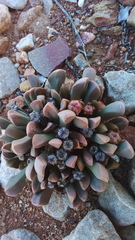 Cerochlamys pachyphylla