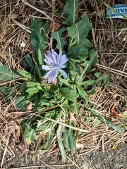 Cichorium intybus