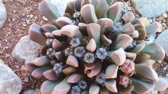 Cerochlamys pachyphylla