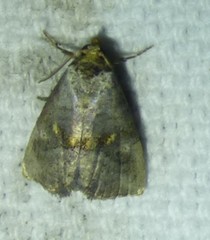 Hyperstrotia flaviguttata