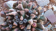 Cerochlamys pachyphylla