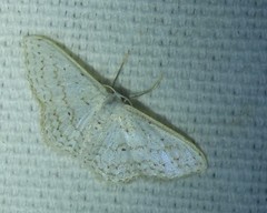 Idaea tacturata