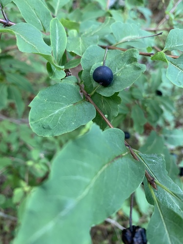 zemolez čierny (Lonicera nigra)