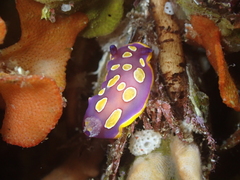 Felimida luteorosea