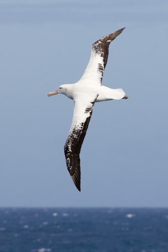 Snowy Albatross, photo 2 of 10