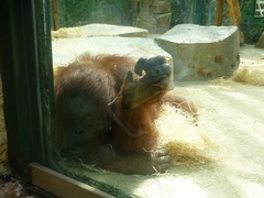 Pongo
