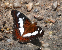 Moduza procris milonia