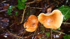 Lactarius rubrocinctus