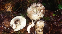Russula anthracina